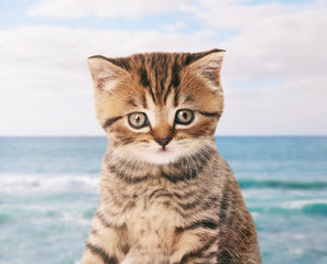 Cute kitten on seashore background