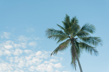 Fototapeta premium coconut tree
