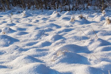 Winter snow background with snow covered plants