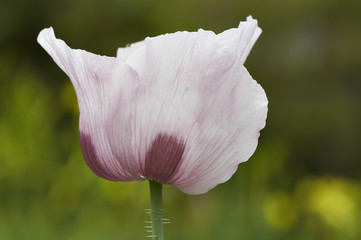 Petals of poppy