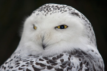 Snow owl
