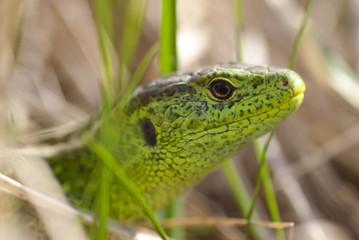Lizard