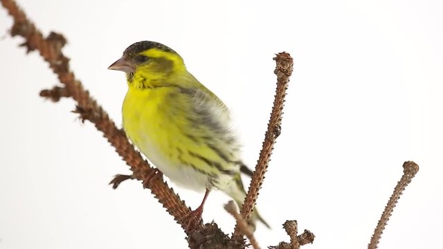 male siskin isolated on a white background, studio 
