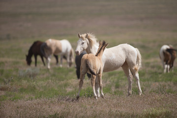 Naklejka na ściany i meble Wild Mustangs in the Great Basin Desert of Utah