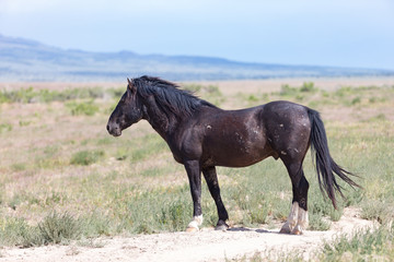 Fototapeta na wymiar Wild Mustangs in the Great Basin Desert of Utah