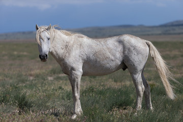 Obraz na płótnie Canvas Wild Mustangs in the Great Basin Desert of Utah