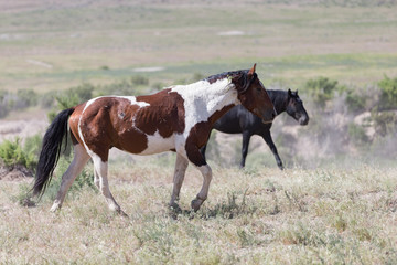 Fototapeta na wymiar Wild Mustangs in the Great Basin Desert of Utah
