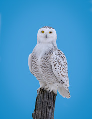 Snowy Owl Portrait on Blue Sky
