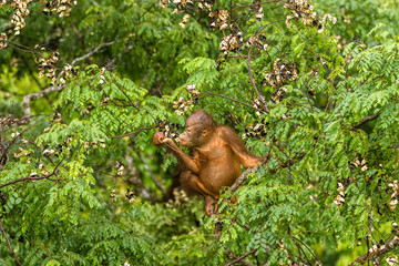 Wild Baby Orangutan Eating Red Berries in The Forest Of Borneo Malaysia