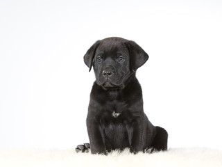 Labrador puppy portrait on white background. Studio shot.