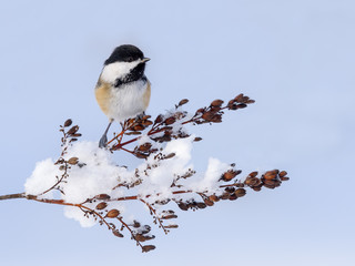 Black-Capped Chickadee Perched on a Snowy Twig in Winter 