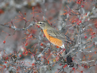 American Robin Feeding on Red Berries in Winter