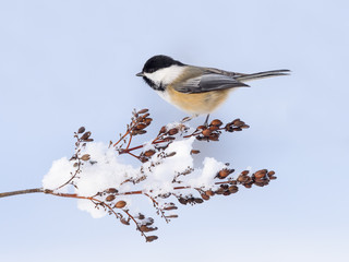 Black-Capped Chickadee in Winter