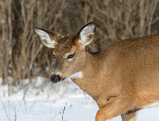 White-tailed Deer Doe in Winter