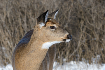 White-tailed Deer Doe in Winter
