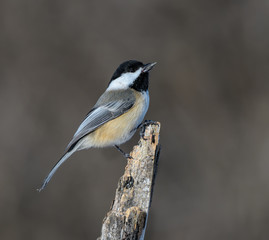 Black-Capped Chickadee in Winter