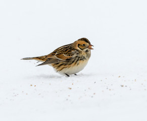 Lapland Longspur in Winter