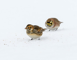 Lapland Longspurs in Winter