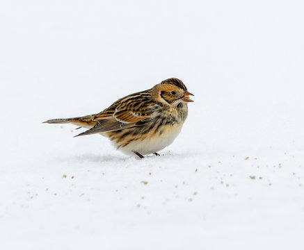 Lapland Longspur In Winter