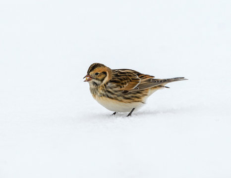 Lapland Longspur In Winter