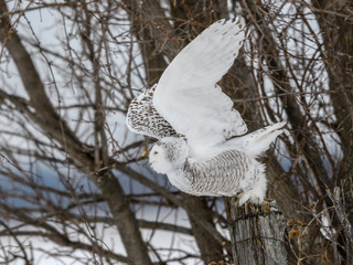 Snowy Owl in Flight Over Snow Field