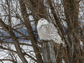 Snowy Owl Perched on Fence Post in Winter