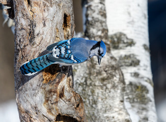 Blue Jay Looking For Food in Winter