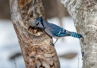 Blue Jay in Winter