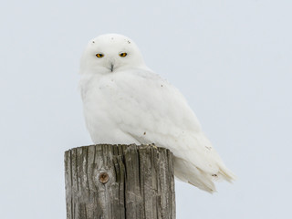 Male Snowy Owl