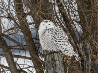 Snowy Owl Perched on Fence Post