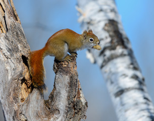 American Red Squirrel with Peanut in Winter