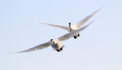 Fototapeta premium Pair of swans flying over frozen river Danube covered with snow, in Belgrade, Zemun, Serbia.