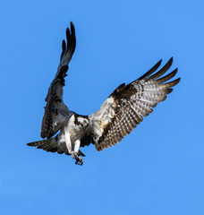 Osprey Landing on Blue Sky