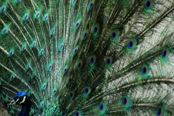 Pavo real