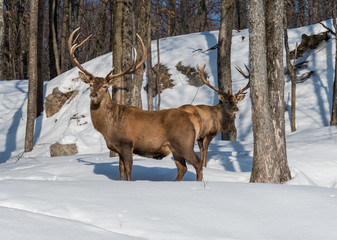 Elk Deer in Winter
