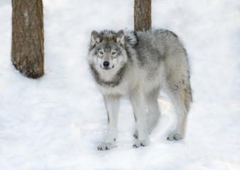 Fototapeta premium Grey or Gray Wolf in Winter