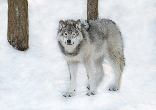 Grey or Gray Wolf in Winter