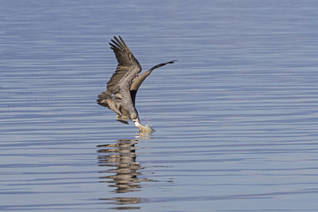 Bird brown pelican diving for fish at Salton Sea in California desert