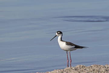 Bird black-necked stilt bird at Salton Sea in California desert