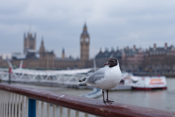 Naklejka premium Seagull in London