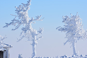 Bäume sehen aus wie Wintergeister