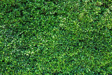 green leaves natural wall.