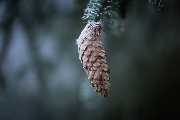 Spruce tree branch with cone and rime