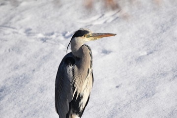 Graureiher steht im Schnee ( Ardea cinerea )