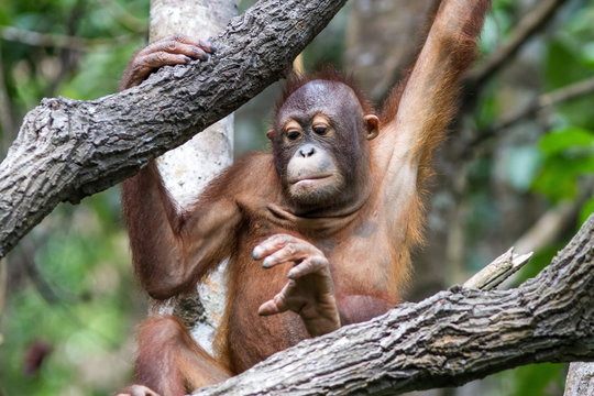 orango