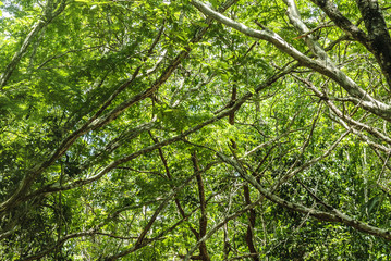 background with the treetops of the forest in the Mayan archaeological place of Coba , in Qintana Roo, Mexico