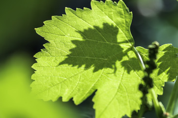 green grape leaves closeup, spring background