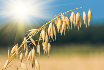 golden ear of oats against the blue sky and sun