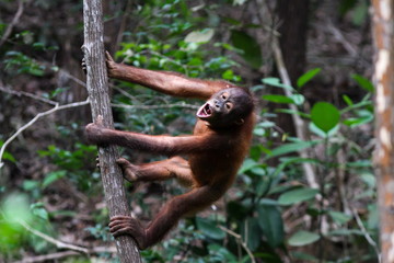 orango © Sergio