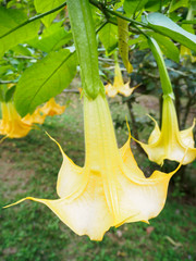Angel trumpet flower in full bloom, Datura